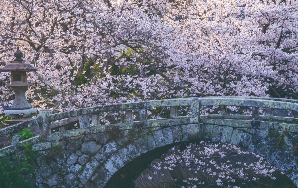 Shiomi Bridge (Shiomi-bashi) in Cherry-blossom Season