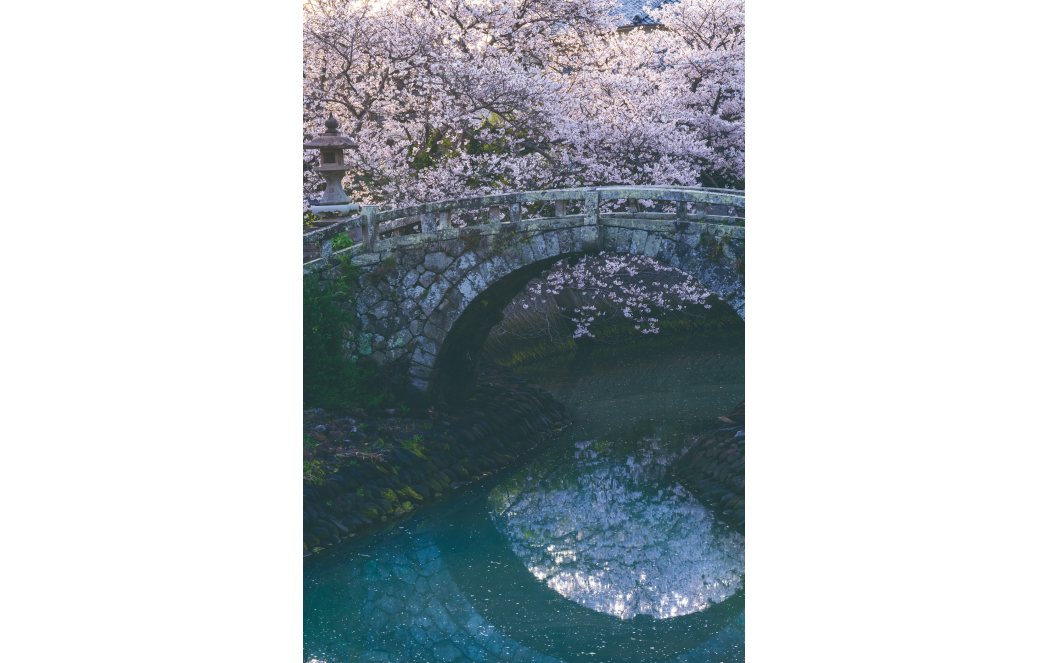 Shiomi Bridge (Shiomi-bashi) in Cherry-blossom Season